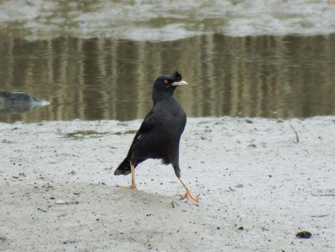 ハッカチョウ