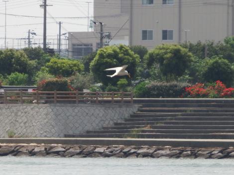 コアジサシ